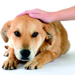 reiki healing for pets and animals